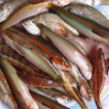 colori napoletani